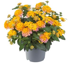 Bild von Ej Lantana P19 Rose Gold